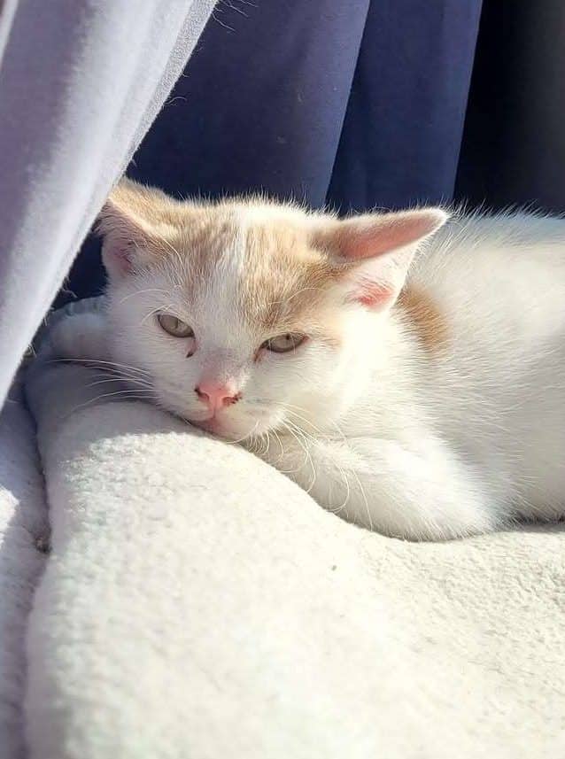 Michael Meowers - Domestic Shorthair cat available for adoption at Furry Tales Cat Rescue in Ottawa