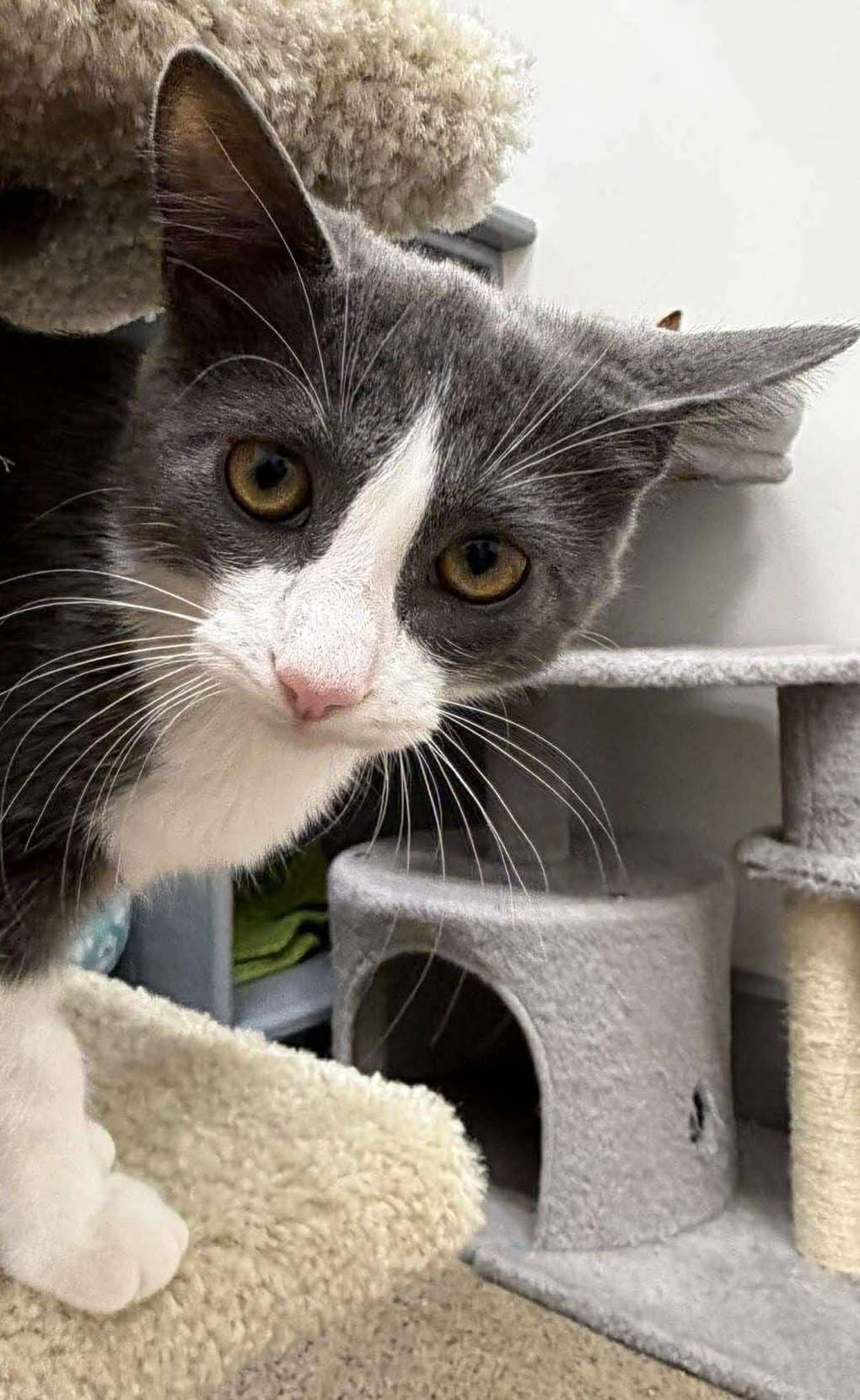 Dasha - Domestic Shorthair available for adoption