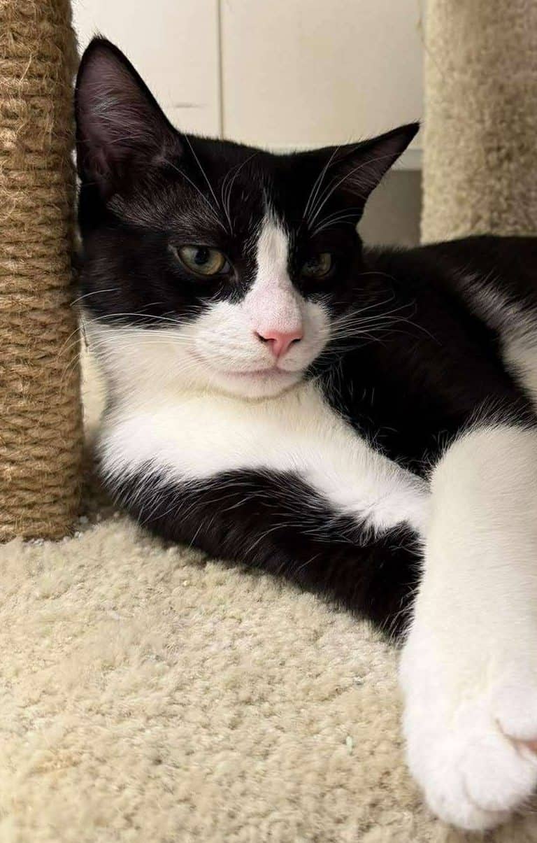 Ross - Domestic Shorthair available for adoption