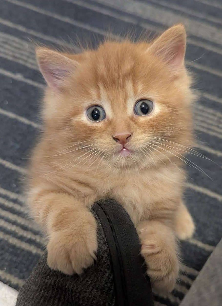 Bobcat - Domestic Shorthair cat available for adoption at Furry Tales Cat Rescue in Ottawa