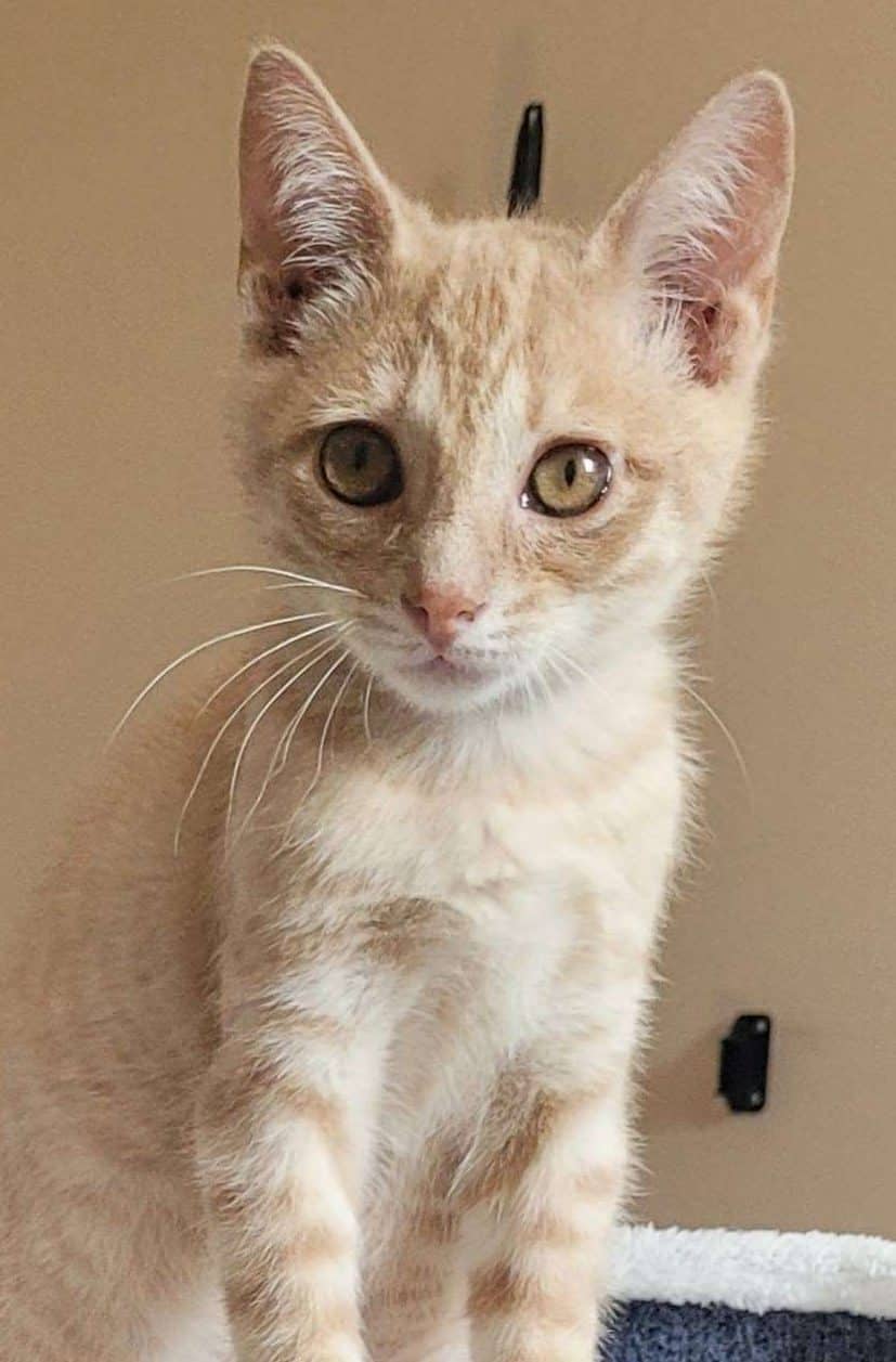 Rick Sanchez - Domestic Shorthair available for adoption