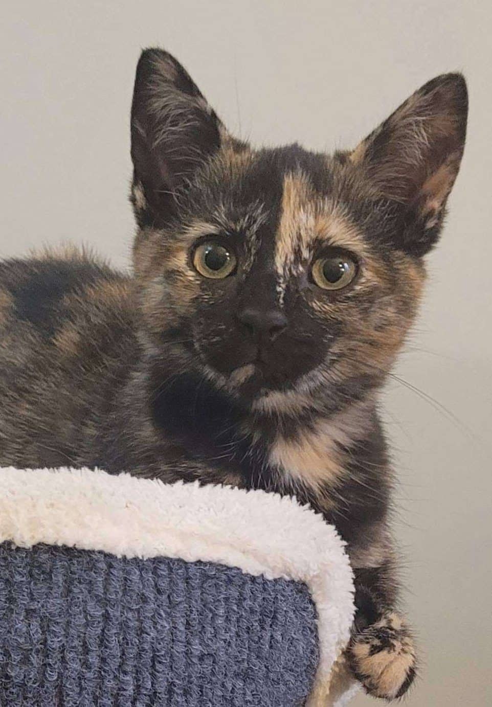 Unity - Domestic Shorthair available for adoption