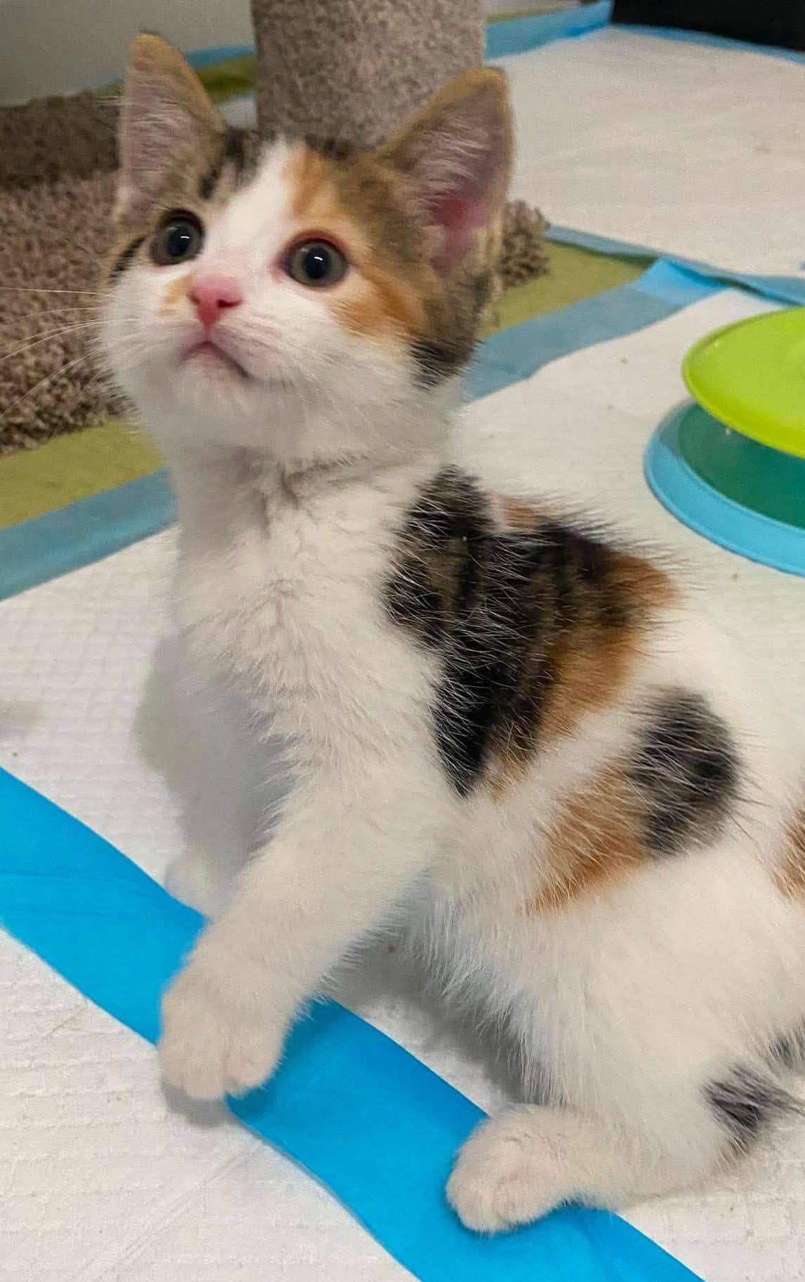 Barrel - Domestic Shorthair available for adoption