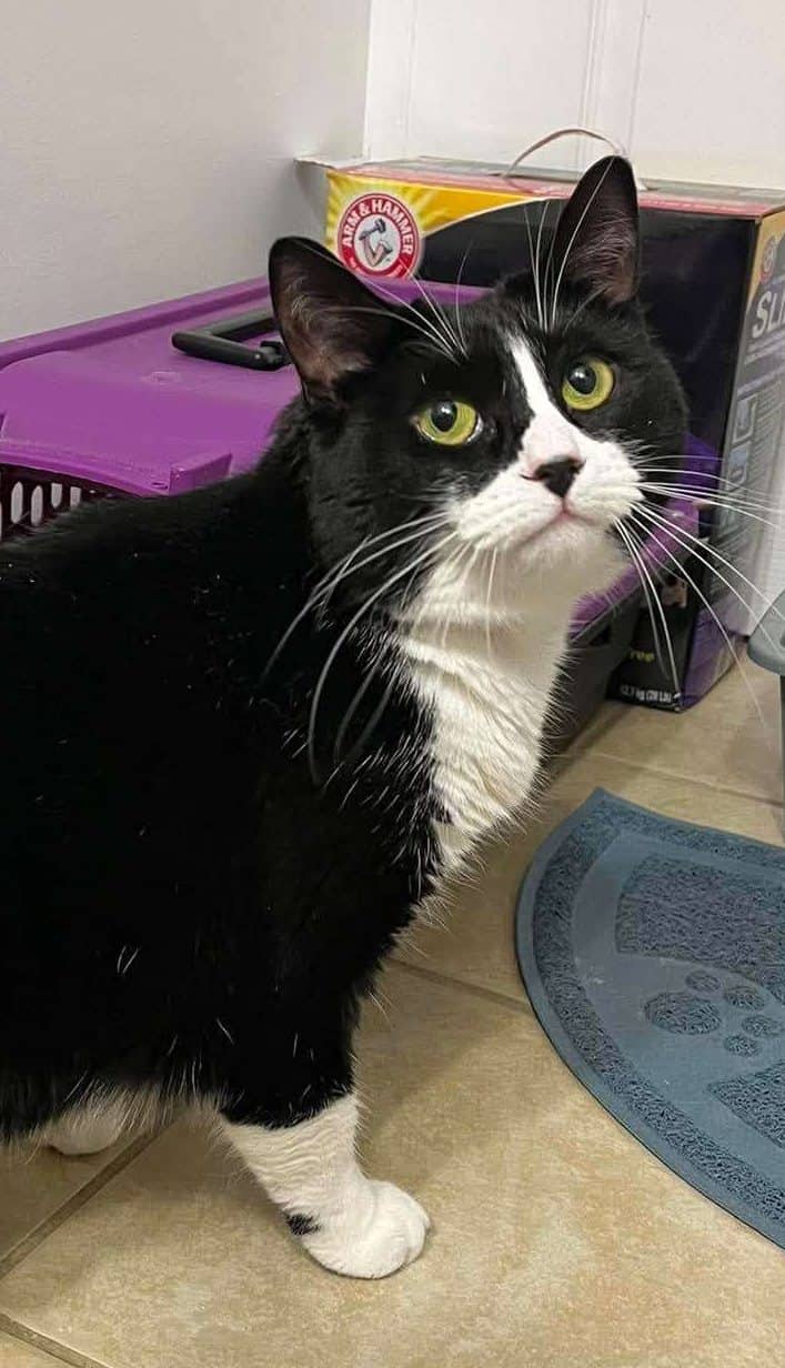 Bluenote - Domestic Shorthair available for adoption