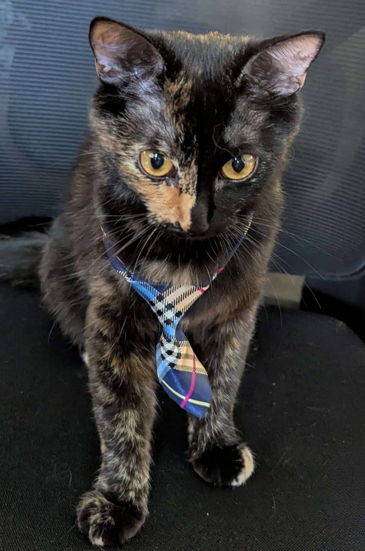 Pickles - Domestic Shorthair available for adoption