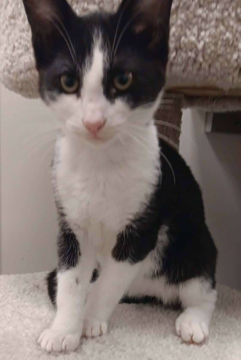Cool Whip - Domestic Shorthair available for adoption