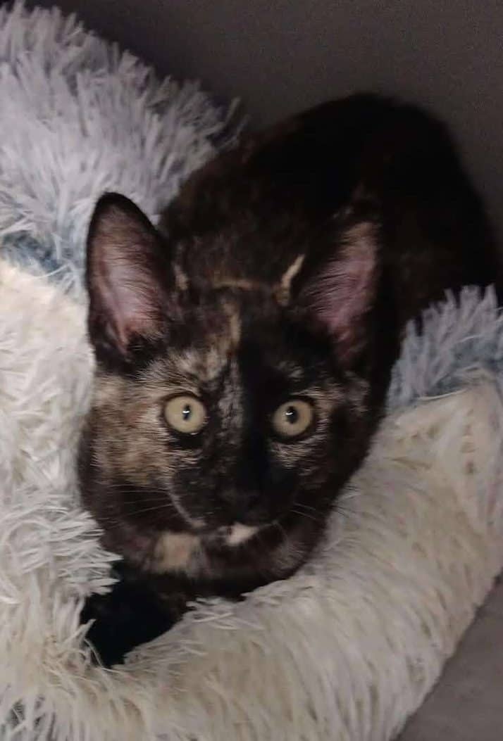Sprinkles - Domestic Shorthair available for adoption