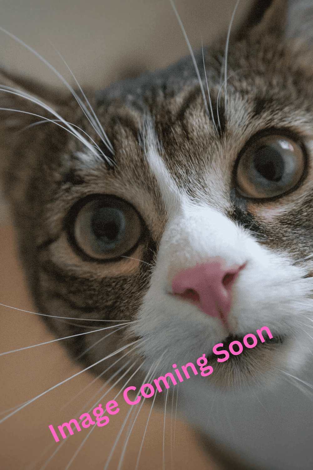 Aphrodite - Domestic Shorthair cat available for adoption at Furry Tales Cat Rescue in Ottawa
