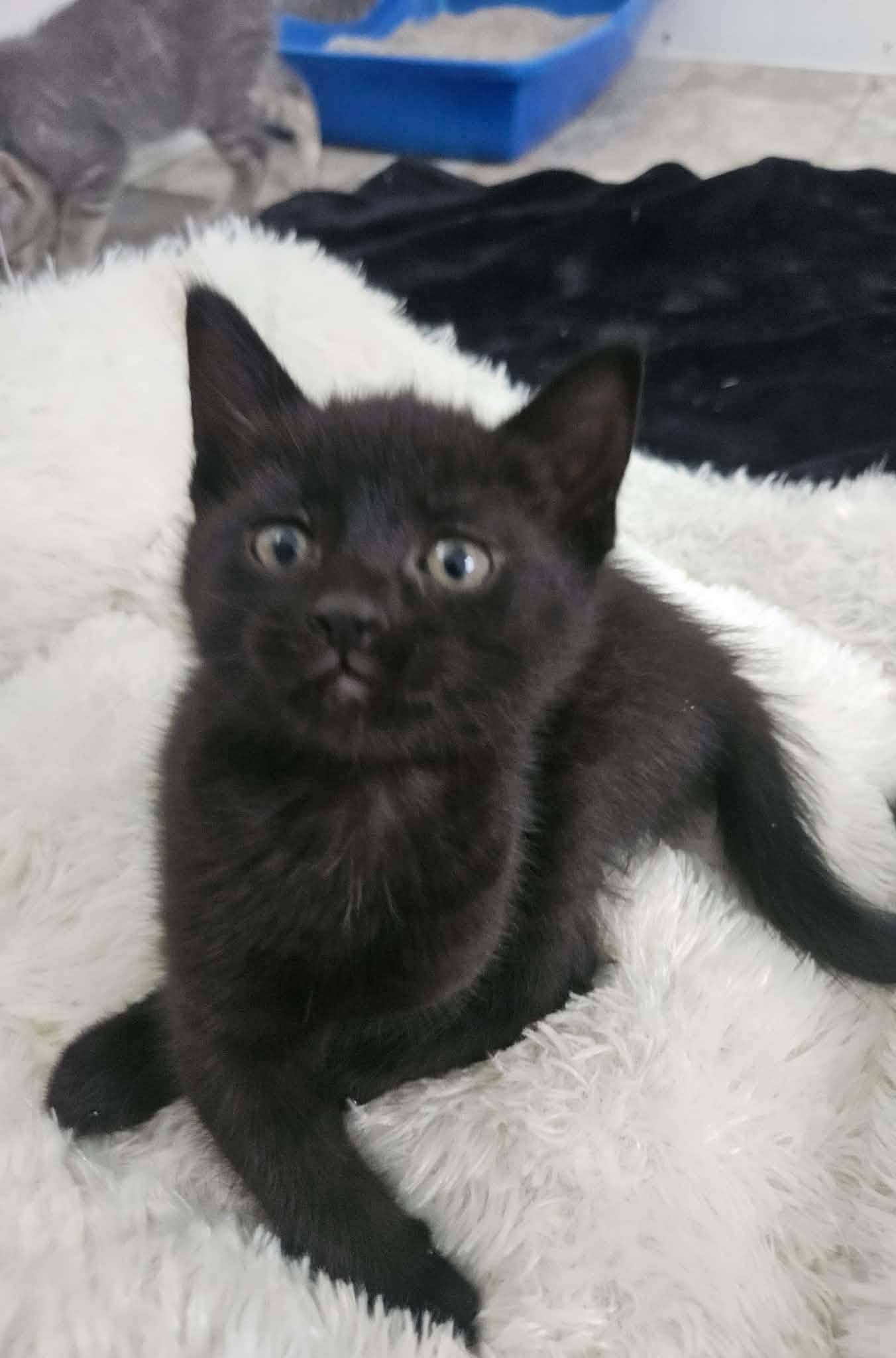 Alexa - Domestic Shorthair cat available for adoption at Furry Tales Cat Rescue in Ottawa