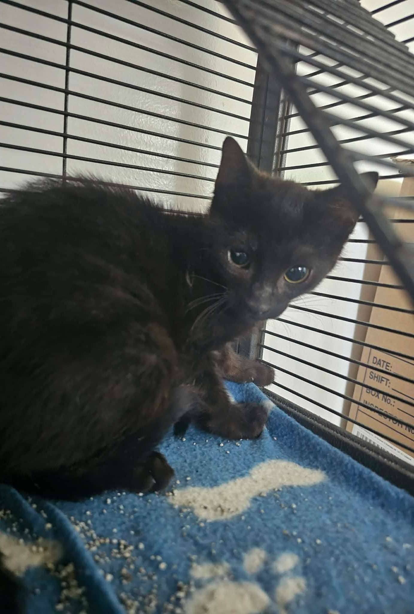 All Dressed - Domestic Shorthair available for adoption
