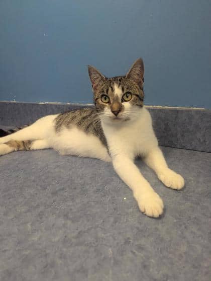 Feyre - Domestic Shorthair Mix cat available for adoption in New Brunswick