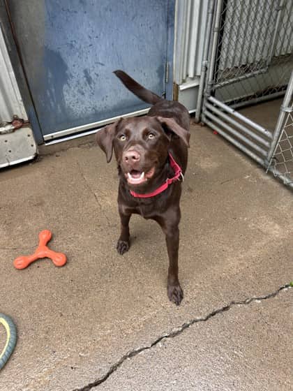 Shadow - Labrador Retriever Mix available for adoption
