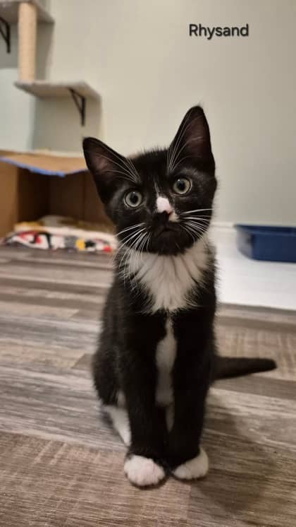 Rhysand - Domestic Shorthair Mix available for adoption