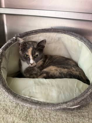 Lurleen - Domestic Shorthair Mix cat available for adoption at Fredericton SPCA in Fredericton