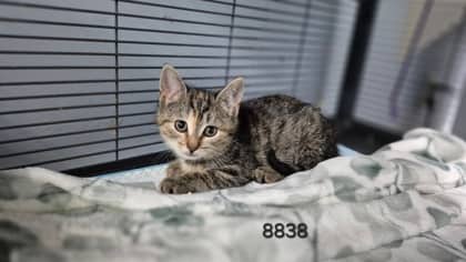 Ned Flanders - Domestic Shorthair Mix available for adoption