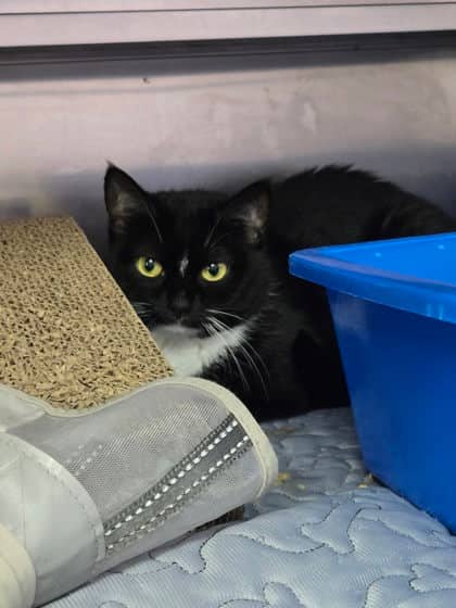Nightshade - Domestic Shorthair Mix available for adoption