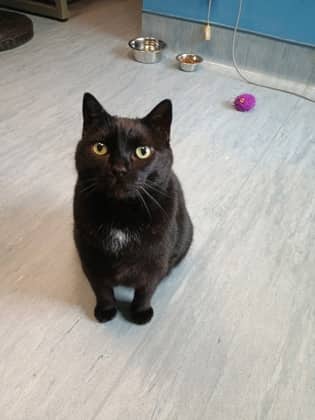 Rhonda Sue - Domestic Shorthair Mix cat available for adoption in New Brunswick