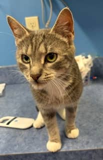Dakota - Domestic Shorthair Mix cat available for adoption in New Brunswick