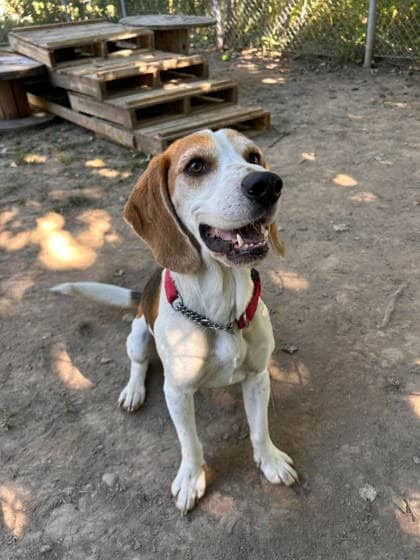 Fry - Beagle available for adoption at Fredericton SPCA in Fredericton