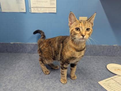 Pumpkin - Domestic Shorthair Mix cat available for adoption in New Brunswick