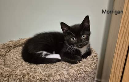 Morrigan - Domestic Shorthair Mix cat available for adoption at Fredericton SPCA in Fredericton