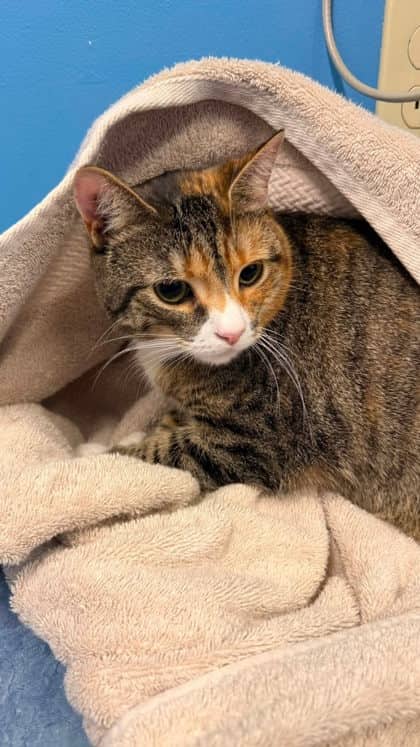 Ethel - Domestic Shorthair Mix cat available for adoption in New Brunswick
