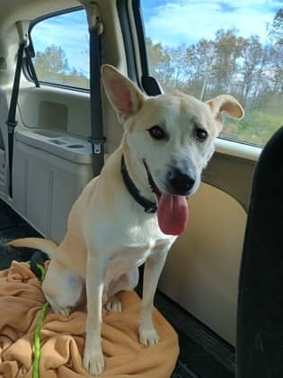 Chum - American White Shepherd Mix available for adoption at Fredericton SPCA in Fredericton