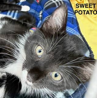 Sweet Potato - Domestic Shorthair Mix available for adoption