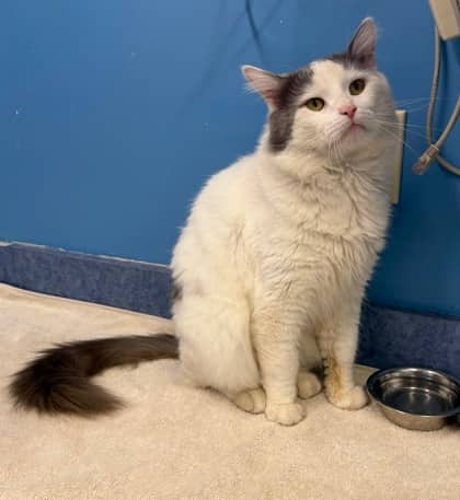 Tonka - Domestic Shorthair Mix cat available for adoption in New Brunswick