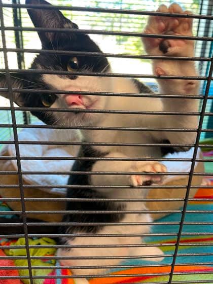 Canuck - Domestic Shorthair Mix cat available for adoption in New Brunswick