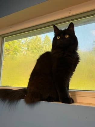 Ripple - Domestic Longhair Mix cat available for adoption at Fredericton SPCA in Fredericton