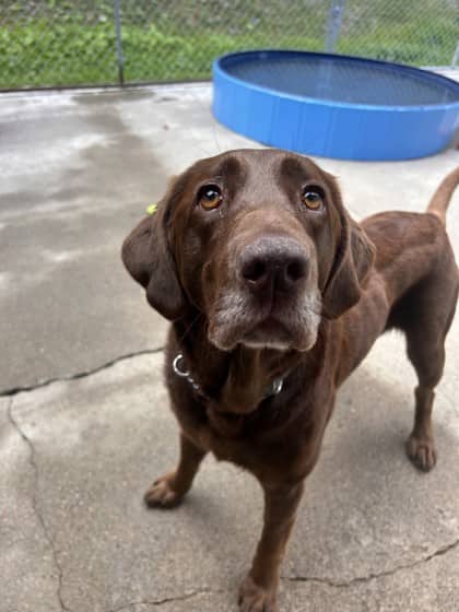 Teddy - Labrador Retriever Mix available for adoption