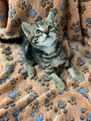 Bacon - Domestic Shorthair Mix cat available for adoption at Fredericton SPCA in Fredericton