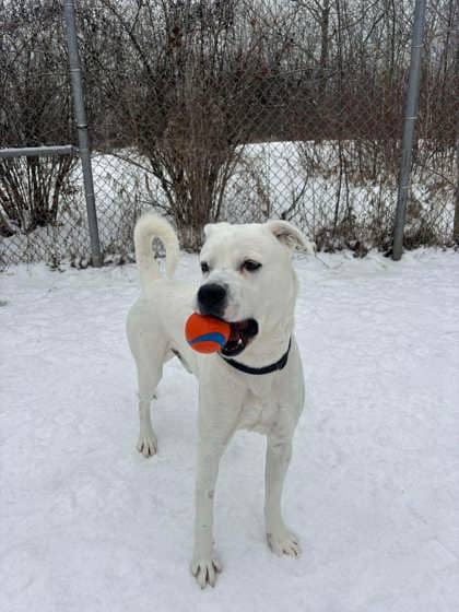 Carl - American Bulldog available for adoption