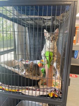 Patty - Domestic Shorthair Mix cat available for adoption in New Brunswick
