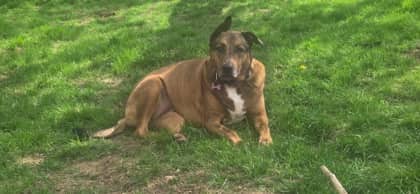 Nala - German Shepherd Mix available for adoption at Fredericton SPCA in Fredericton