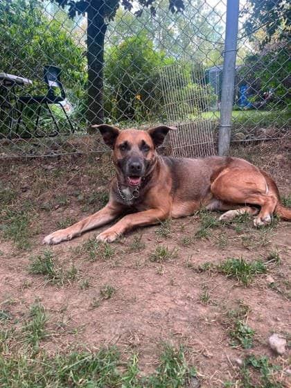 Shinx - Shepherd Mix available for adoption