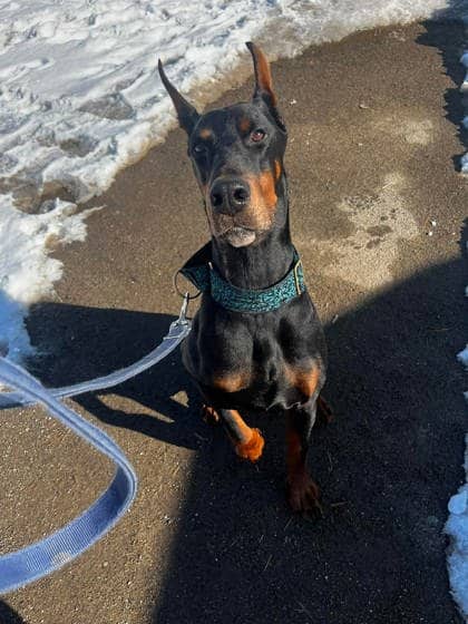 Kraken - Doberman Pinscher available for adoption