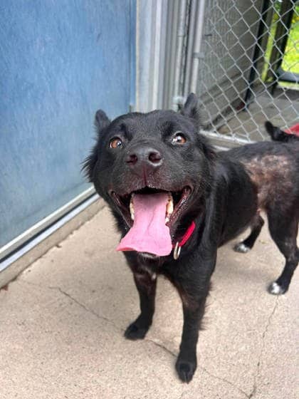 Cast - Medium Mixed Breed available for adoption at Fredericton SPCA in Fredericton