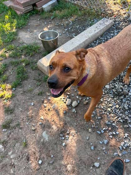 Daisy-Duke - Pit Bull Terrier Mix available for adoption in New Brunswick
