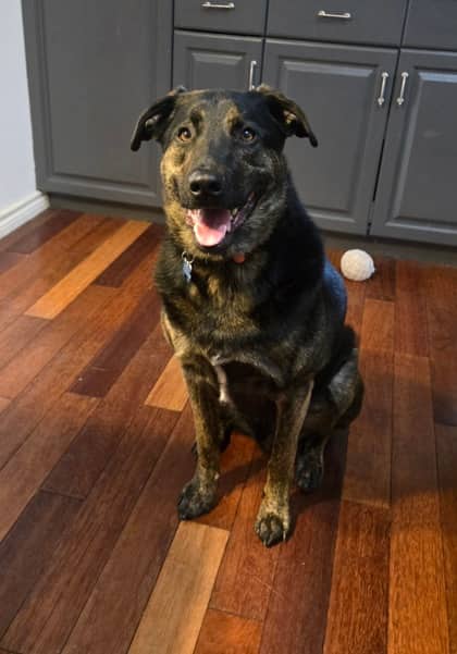 Ace - German Shepherd available for adoption