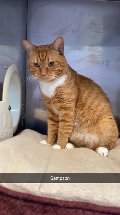 Sampson - Domestic Shorthair Mix cat available for adoption in New Brunswick
