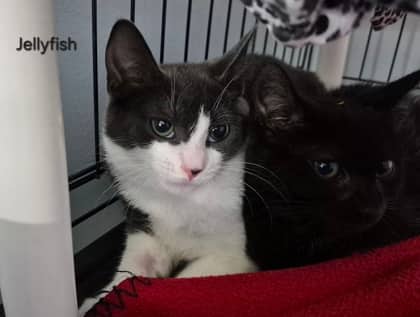 Jellyfish - Domestic Shorthair Mix available for adoption