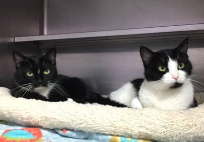 Belladonna - Domestic Shorthair Mix cat available for adoption in New Brunswick