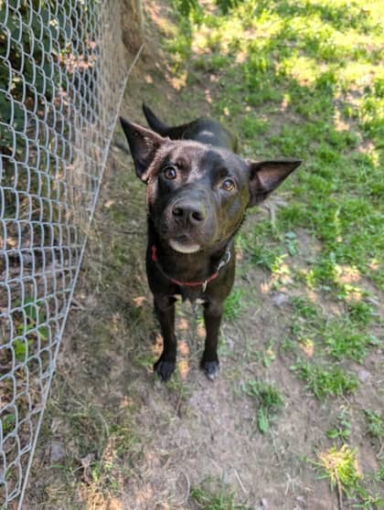 Rod - Medium Mixed Breed available for adoption at Fredericton SPCA in Fredericton