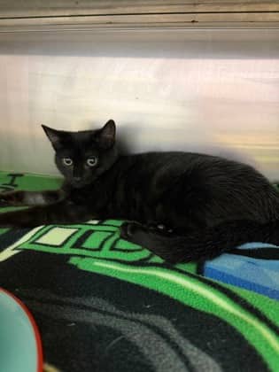 Porcupine - Domestic Shorthair Mix cat available for adoption at Fredericton SPCA in Fredericton