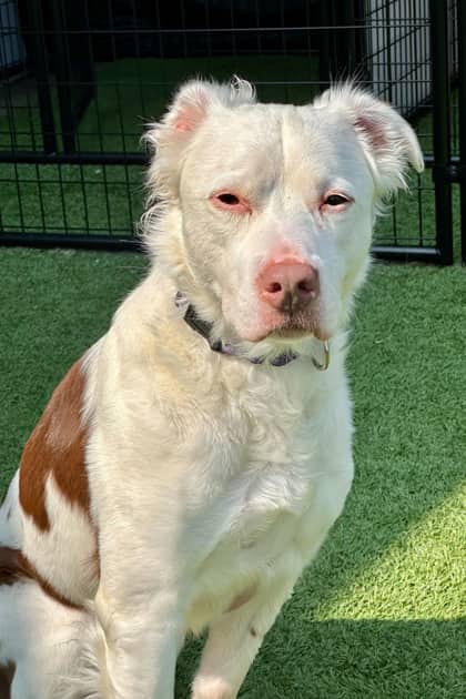Millie - Mixed Breed available for adoption