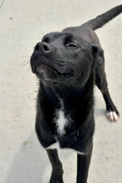 Lil Bit - Mixed Breed available for adoption