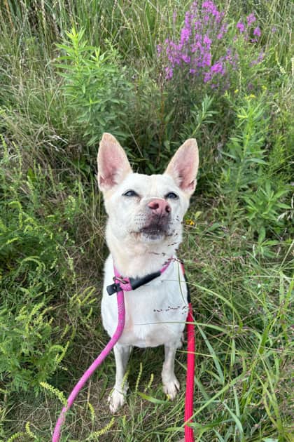 Taro - Mixed Breed available for adoption