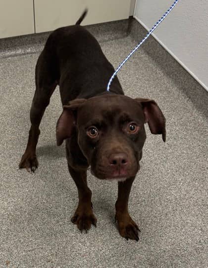 Pogo Stick - Mixed Breed available for adoption